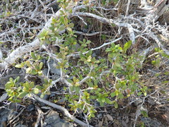 Terminalia molinetii