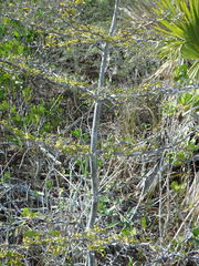 Terminalia molinetii