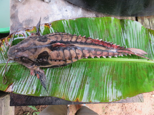 Mother of snails catfish (Megalodoras uranoscopus) — Doradidae — 2