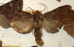 Polia bombycina