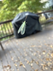 Chrysopa nigricornis