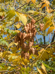 Koelreuteria paniculata