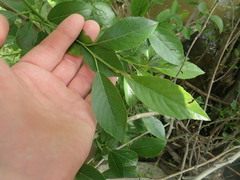 Alnus maritima oklahomensis