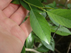 Alnus maritima oklahomensis