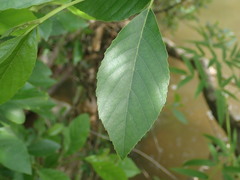 Alnus maritima oklahomensis