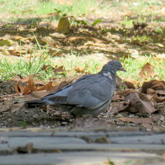 Columba palumbus