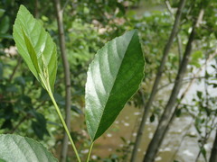Alnus maritima oklahomensis