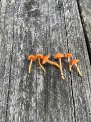 Gliophorus perplexus