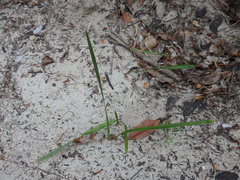 Coccothrinax argentata