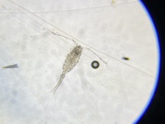 Neocopepoda