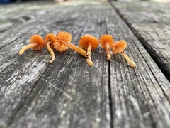 Gliophorus perplexus