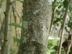 Alnus maritima oklahomensis