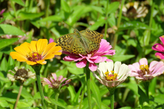Argynnis pandora