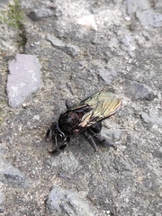 Xylocopa