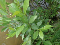 Alnus maritima oklahomensis