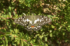 Papilio demoleus