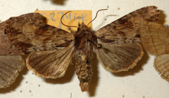 Apamea crenata