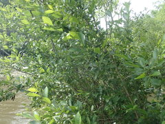 Alnus maritima oklahomensis