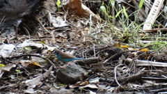 Uraeginthus bengalus
