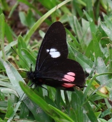 Archonias brassolis tereas