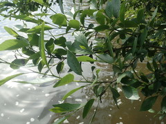 Alnus maritima oklahomensis