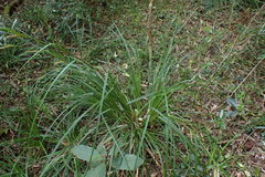 Carex lancea