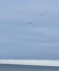 Pelecanus erythrorhynchos