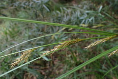 Carex lancea