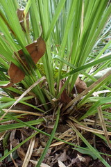 Carex lancea