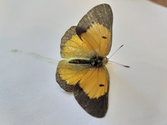 Colias electo electo