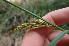 Carex lancea