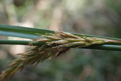 Carex lancea