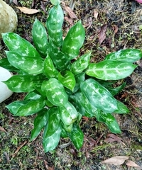 Dieffenbachia seguine