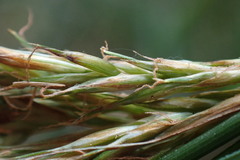 Carex lancea