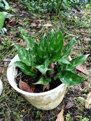 Dieffenbachia seguine