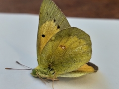 Colias electo electo