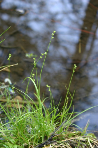 Carex loliacea iNat (3)