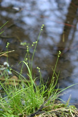Carex loliacea