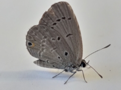 Eicochrysops messapus