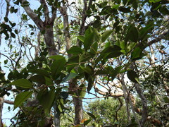 Myrsine cubana