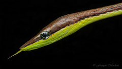 Guatemalan Vine Snake photo 2