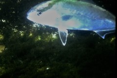 Seriola