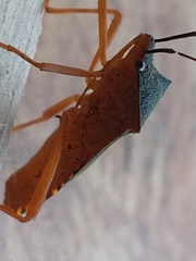 Leptoscelis elongator