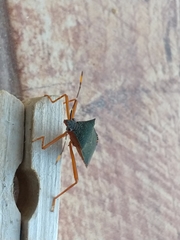 Leptoscelis elongator