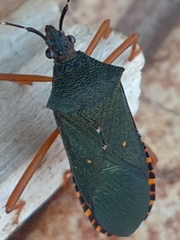 Leptoscelis elongator