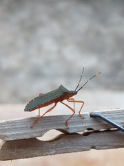 Leptoscelis elongator