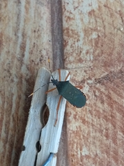 Leptoscelis elongator