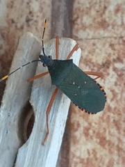 Leptoscelis elongator