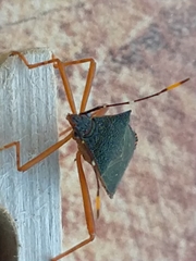 Leptoscelis elongator