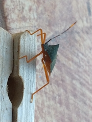 Leptoscelis elongator